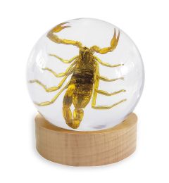 Real Scorpion Globe Real Nature Gift