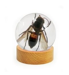 Real Wasp Globe With Wood Base Real Nature Gift