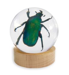 A - Real Green Rose Chafer Beetle June Bug In Acrylic Resin Real Nature Gift