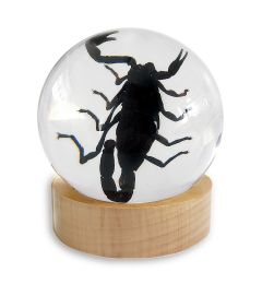 Real Black Scorpion Globe With Wood Base Real Nature Gift