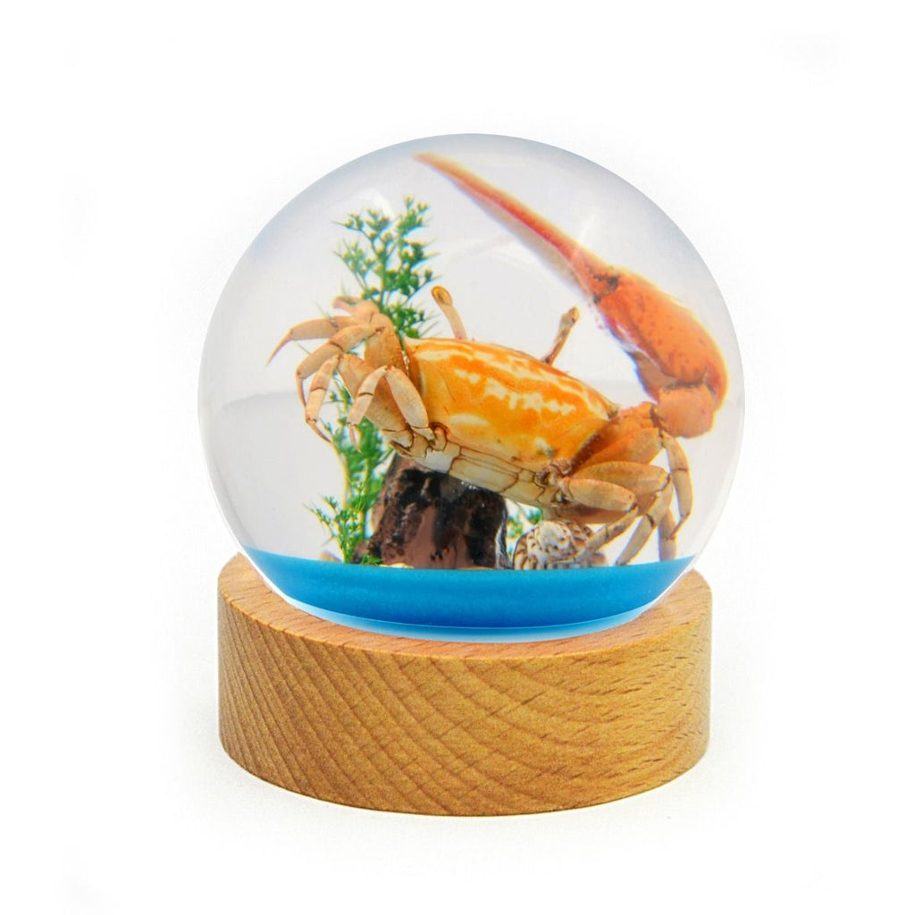 A - Real Fiddler Crab Globe Real Nature Gift Decoration