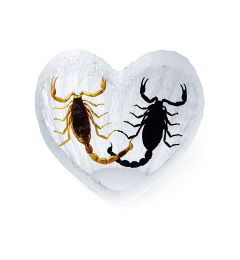 Real Black Emperor Scorpion and Bark Scorpion Heart Shape Desktop Real Nature Gift