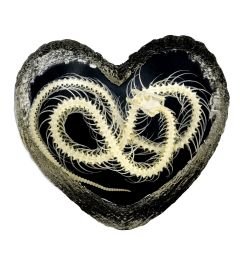 A - Real Snake Skeleton In Heart Shaped Frosted Acrylic Real Nature Gift