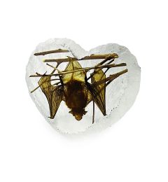 A - Real Bat Heart Shape Desktop Real Nature Gift