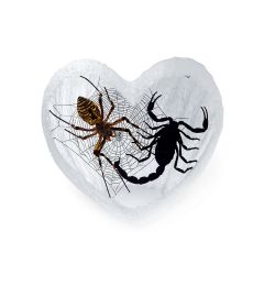 Real Black Emperor Scorpion and Wolf Spider Heart Shape Desktop Real Nature Gift