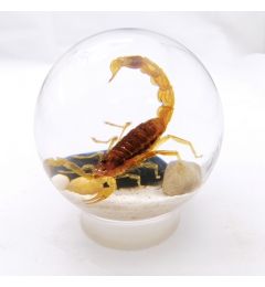 Real Scorpion desert scene globe resin display Real Nature Gift