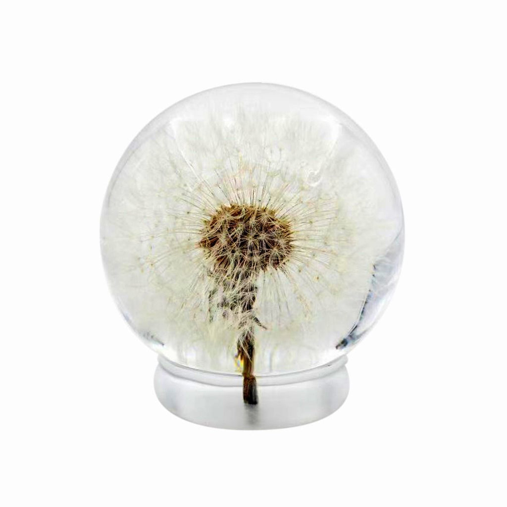 Real Dandelion Desktop Paperweight Display Real Nature Gifts