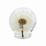 Real Dandelion Desktop Paperweight Display Real Nature Gifts