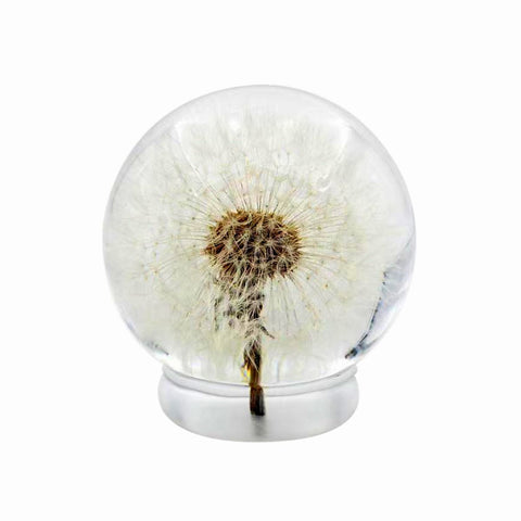 Real Dandelion Desktop Paperweight Display Real Nature Gifts
