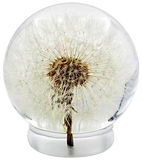 Real Dandelion Desktop Paperweight Display Real Nature Gifts