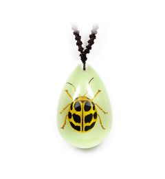 A - Real Spotted Leaf Beetle Necklace (Glows-In-The-Dark) Real Nature Gift