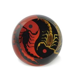 Black Emperor and Bark Scorpion Red and Black Yin-Yang Scorpion Paperweight Cylinder Shape Real Nature Gift