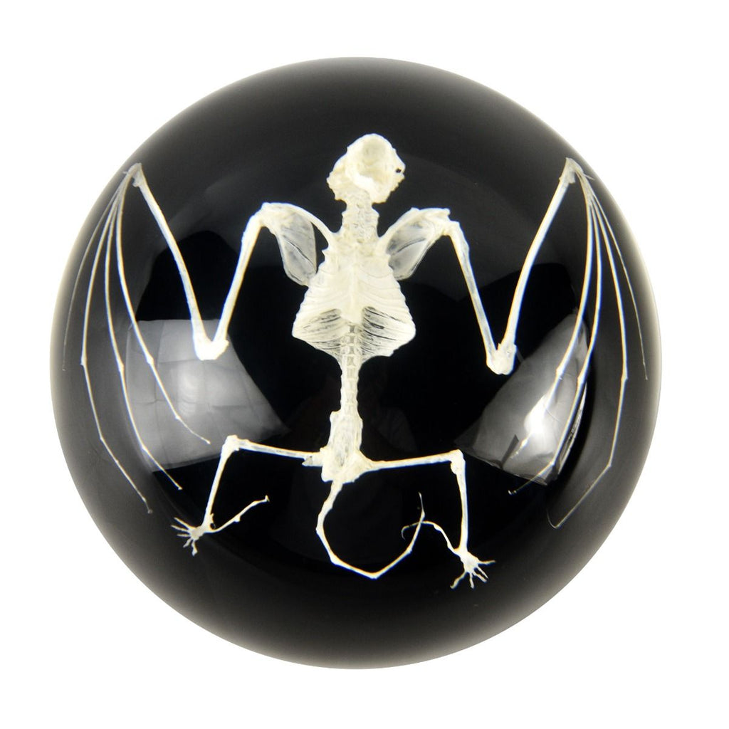 Real Bat Skeleton – Half-Dome Resin Display with Black Background (4" x 2") | Real Nature Gift
