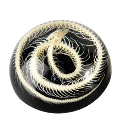 A - Real SNAKE SKELETON HALF DOME PAPERWEIGHT Real Nature Gift