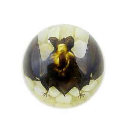 A - Real Bat In Resin - Half Dome Type Real Nature Gift