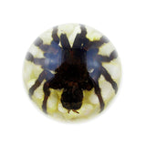 Real Spider Tarantula Half-Dome Resin Paperweight (4" x 2") | Real Nature Gift