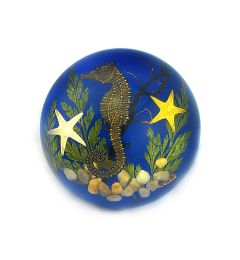 A- Real SeaHorse Half-Moon Shape Real Nature Gift Decoration