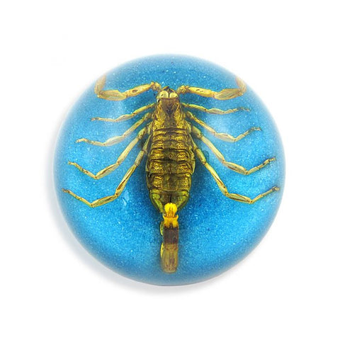 Real Scorpion Half-dome Decoration  Real Nature Gift