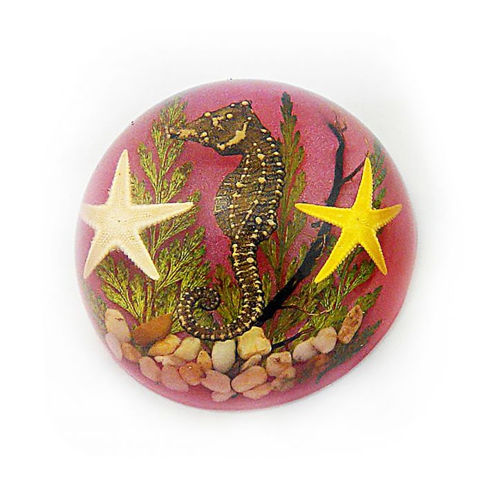 A- Real SeaHorse Half-Moon Shape Real Nature Gift Decoration