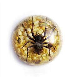 A - Real Spider In Resin  - Half Dome Type Real Nature Gift