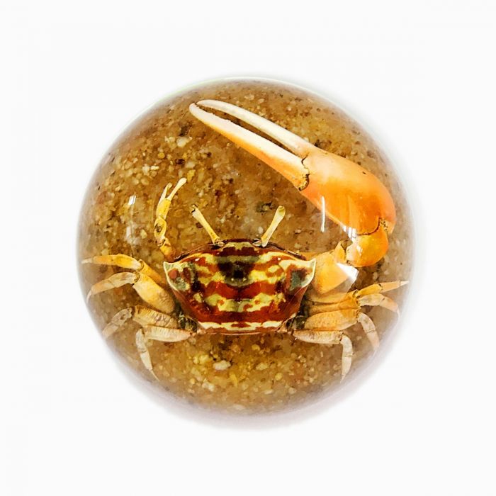 A -Real Fiddler Crab Half-dome Paperweight Real Nature Gift
