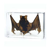 Real Bat Horseshoe Bat In Resin Real Nature Gift