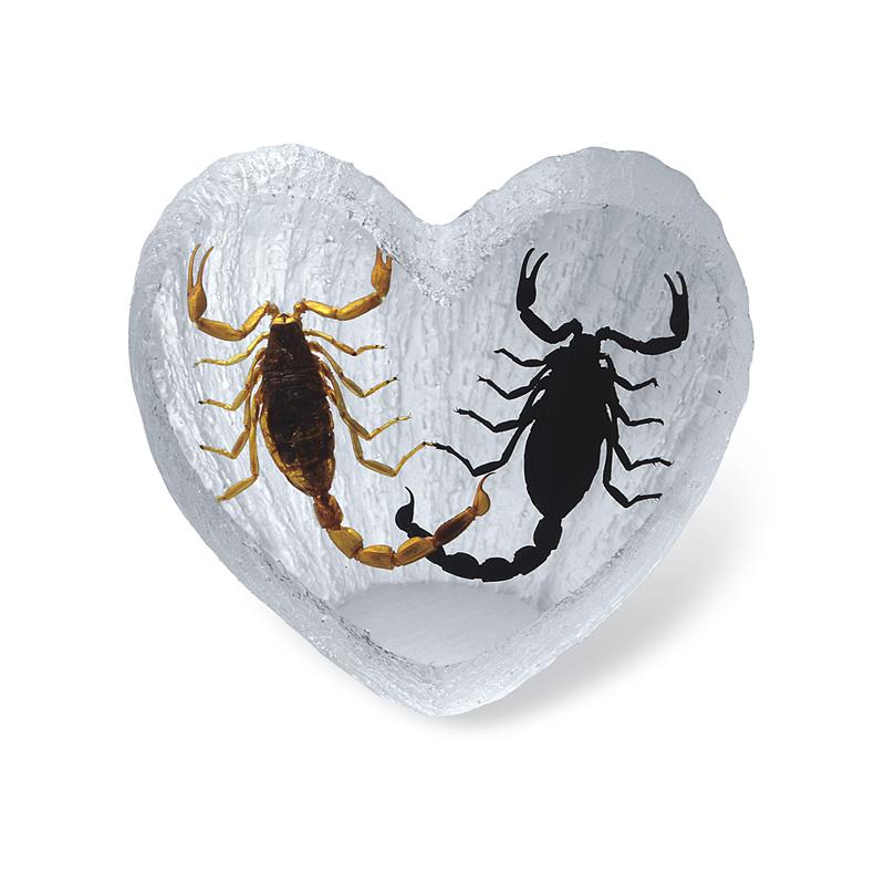 Black Emperor Scorpion and Real Bark Scorpion Heart Shape Desktop